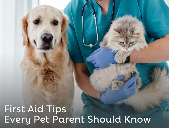 First Aid Tips Every Pet Parent Should Know